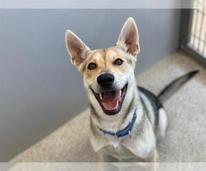German Shepherd Dog-Siberian Husky Mix Dogs for adoption in Elk Grove, CA, USA