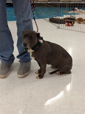 Dachshund-Unknown Mix Dogs for adoption in Rowayton, CT, USA