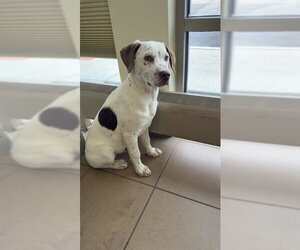 Mutt Dogs for adoption in Lee's Summit, MO, USA