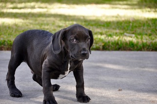 Medium Photo #1 Basset Hound-Unknown Mix Puppy For Sale in Von Ormy, TX, USA