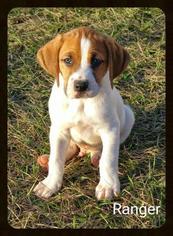 BT Walker Dogs for adoption in Jasper, IN, USA
