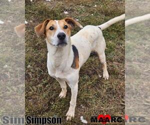 Unknown-Whippet Mix Dogs for adoption in Maryville, TN, USA