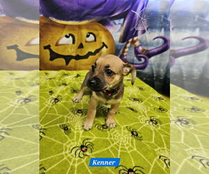 Rat Terrier-Unknown Mix Dogs for adoption in Metairie, LA, USA