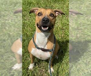 Unknown-Vizsla Mix Dogs for adoption in Fort Lauderdale, FL, USA
