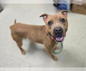American Pit Bull Terrier-Unknown Mix Dogs for adoption in Millersville, MD, USA
