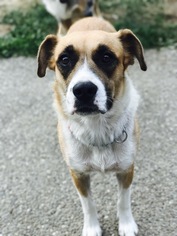 Mutt Dogs for adoption in Custer, WA, USA