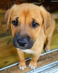German Shepherd Dog Dogs for adoption in Toledo, OH, USA