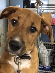 Labrador Retriever Dogs for adoption in Sparta, IL, USA