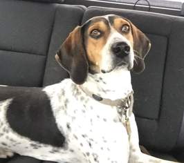 Treeing Walker Coonhound Dogs for adoption in Tucson, AZ, USA