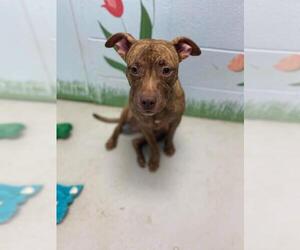 Plott Hound Dogs for adoption in Whitestone, NY, USA