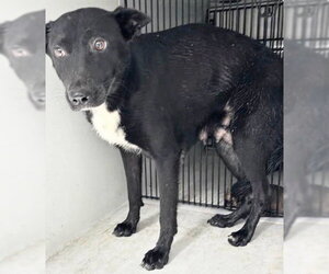 Australian Kelpie Dogs for adoption in Houston, TX, USA