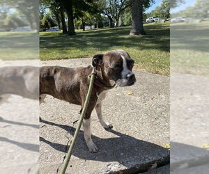 Boston Terrier-Unknown Mix Dogs for adoption in Lee's Summit, MO, USA