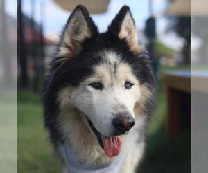 Alaskan Malamute-Unknown Mix Dogs for adoption in San Antonio, TX, USA