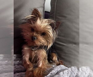 Mutt Dogs for adoption in Farmington, MN, USA