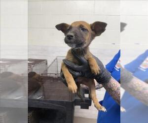 German Shepherd Dog-Unknown Mix Dogs for adoption in San Bernardino, CA, USA