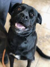 Mastiff Dogs for adoption in Ashland, WI, USA