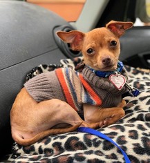 Chihuahua Dogs for adoption in Buffalo, NY, USA