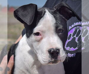 American Staffordshire Terrier-Labrador Retriever Mix Dogs for adoption in Huntley, IL, USA