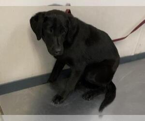 Labrador Retriever-Unknown Mix Dogs for adoption in Visalia, CA, USA