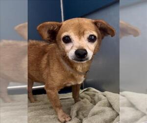 Chihuahua Dogs for adoption in Conroe, TX, USA