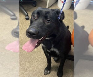 Border Collie-Unknown Mix Dogs for adoption in Jackson, CA, USA