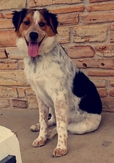 Sheprador Dogs for adoption in Harrison, AR, USA