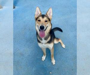 German Shepherd Dog-Siberian Husky Mix Dogs for adoption in Toronto, Ontario, Canada