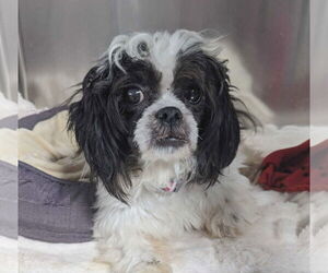 Mutt Dogs for adoption in Woodbury, NY, USA