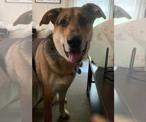 German Shepherd Dog-Unknown Mix Dogs for adoption in Mount Airy, NC, USA