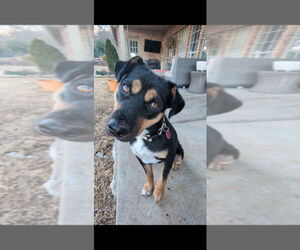 Mutt Dogs for adoption in Claremore, OK, USA