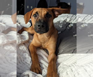 Mutt Dogs for adoption in Redmond, WA, USA