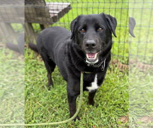 Labrador Retriever Dogs for adoption in Virginia Beach, VA, USA