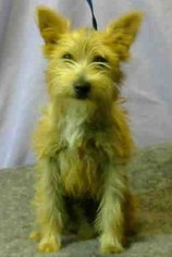 Cairwich Terrier Dogs for adoption in Seattle, WA, USA