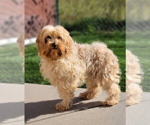Goldendoodle (Miniature) Dogs for adoption in Lakewood, CO, USA