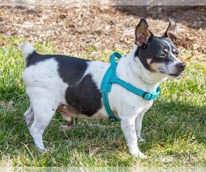 Jack Russell Terrier Dogs for adoption in Hendersonville, TN, USA