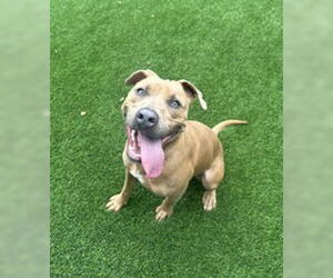 American Pit Bull Terrier Dogs for adoption in Salinas, CA, USA