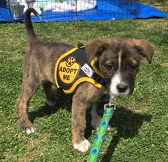 Medium Photo #1 Labrador Retriever-Plott Hound Mix Puppy For Sale in Garner, NC, USA