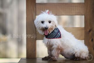 Maltese Dogs for adoption in Shreveport, LA, USA