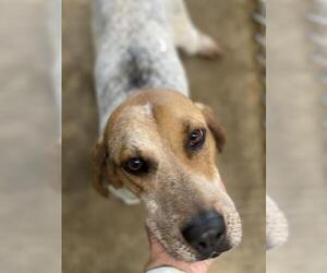 English Coonhound Dogs for adoption in Sparta, TN, USA
