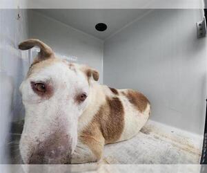 Staffordshire Bull Terrier-Unknown Mix Dogs for adoption in Houston, TX, USA