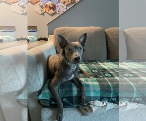 Mutt Dogs for adoption in Anchorage, AK, USA