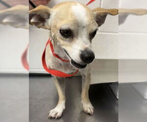 Chihuahua Dogs for adoption in San Bernardino, CA, USA