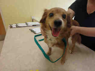 Chiweenie Dogs for adoption in Naples, FL, USA
