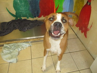 Bullboxer Pit Dogs for adoption in Kailua Kona , HI, USA