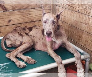 Great Dane Dogs for adoption in Palm Beach, FL, USA