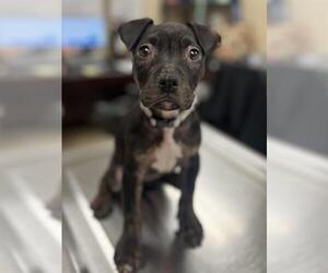 Mutt Dogs for adoption in Center Township, PA, USA