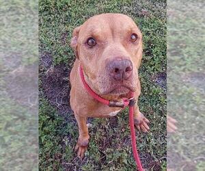 American Staffordshire Terrier Dogs for adoption in Fort Lauderdale, FL, USA