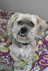 Shih Apso Dogs for adoption in Gulfport, MI, USA
