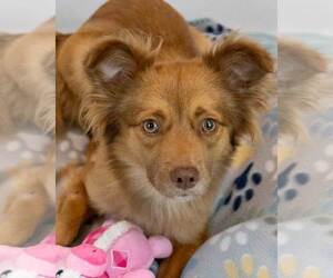 Spaniel-Unknown Mix Dogs for adoption in Kennesaw, GA, USA