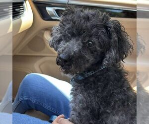Poodle (Toy) Dogs for adoption in Spring Lake, NC, USA